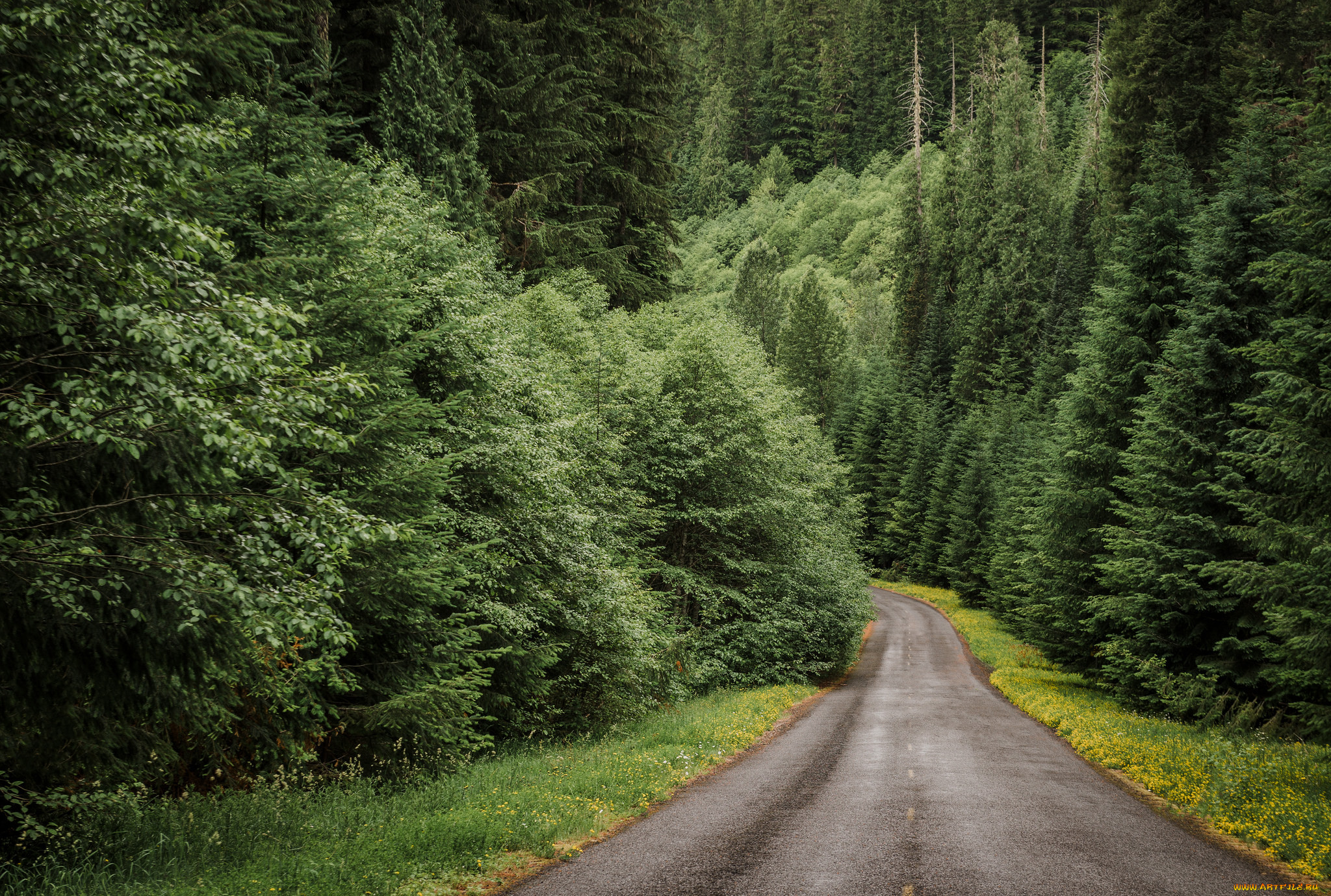 Дорога хвойную. Орегон Вашингтон лес. Германия еловый лес. Шварцвальд тропа. Дорога в лесу.